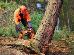 Best Emergency Tree Removal  in Prospect Park, NJ